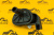 Клапан отопителя салона JCB (Original) 923/10167